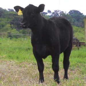 Lote - 01