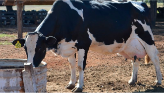 Surto de doença em bovinos obriga a sacrifício de 5.000 animais no Mato Grosso do Sul