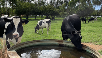 Escassez de água afeta produção de carne bovina na Argentina